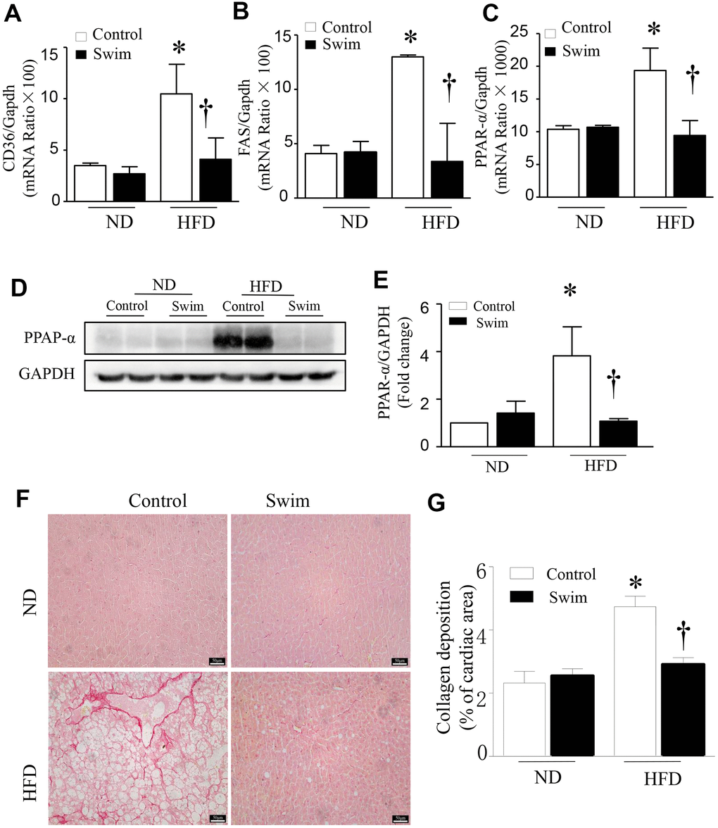 Exercise prevented hepatic injury and fibrosis in HFD-fed mice. Quantification of mRNA for (A) CD36, (B) FAS, and (C) PPAR-α. (D) Representative western blot for PPAR-α from at least 3 different cultures, (E) Quantification of PPAR-αprotein levels relative to GAPDH. (F) Representative picrosirius red staining for collagen deposition (red color). (G) Quantification for total collagen deposition. Data are presented as mean ± SD, n = 6. * P 
