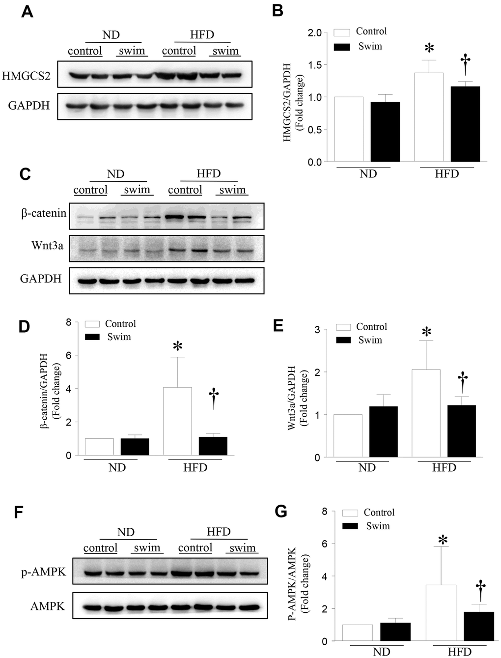 Exercise-dependent reduction of HFD-induced expression of HMGCS2 and Wnt3a/β-catenin in hepatic tissue. (A) Representative western blot for HMGCS2 in mouse liver. (B) Quantification of HMGCS2 protein levels relative to GAPDH. (C) Representative western blot for Wnt3a/β-catenin in mouse liver. (D, E) Quantification of Wnt3a and β-catenin protein levels relative to GAPDH. (F) Representative western blot for p-AMPK in mouse liver. (G) Quantification of p-AMPK protein levels relative to AMPK. Data are presented as mean ± SD, n = 6. * P 