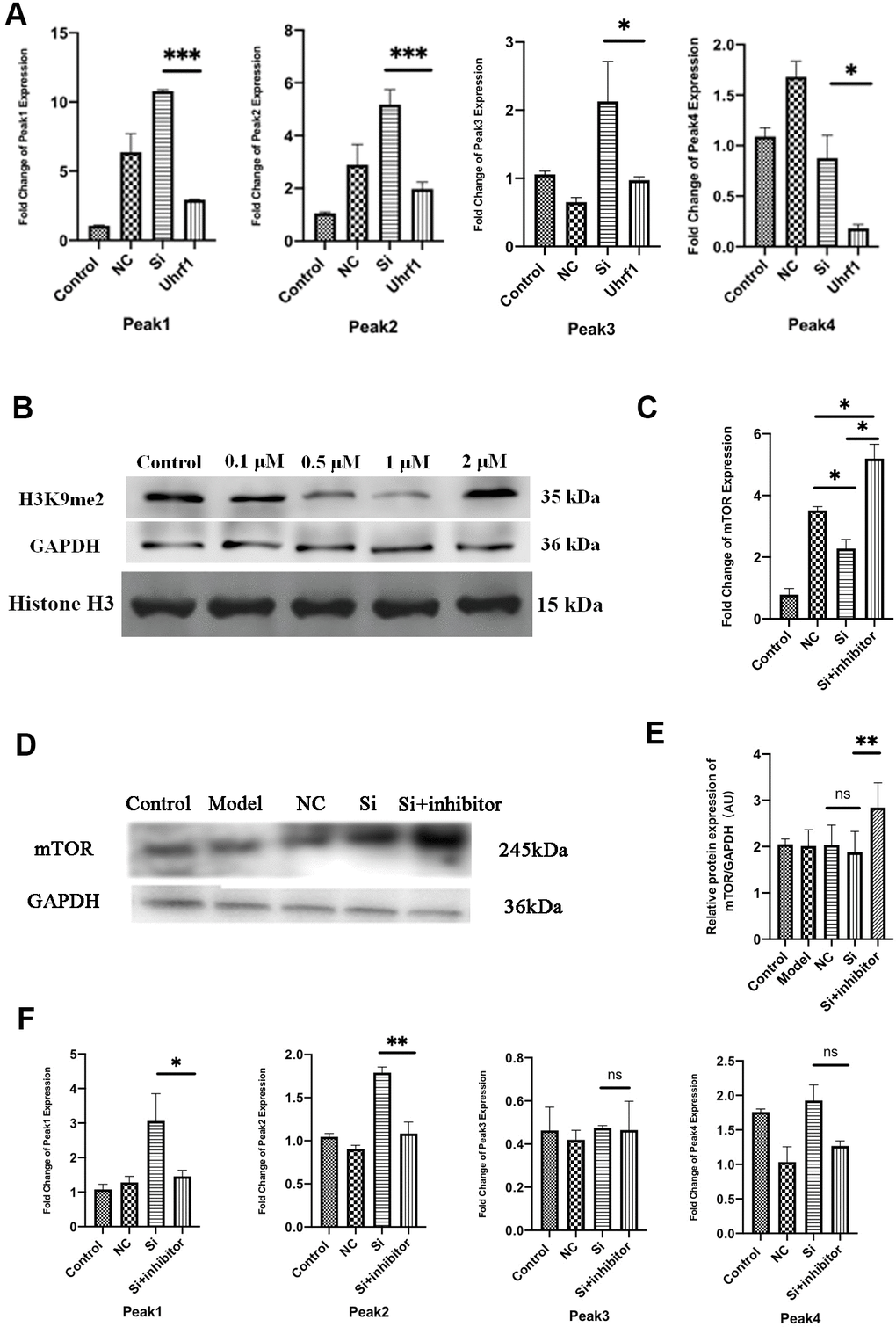 Uhrf1 regulates mTOR expression through H3K9me2. (A) The relative mRNA expressions of Peak1-4 in Myocardial ischemia-reperfusion model in vitro were determined by qRT-PCR. (B) Western blot was used to detect the inhibitory effect of G9a inhibitor on H3K9me2 in cardiomyocytes by different concentrations (0.1 µM, 0.5 μM, 1.0 μM and 2.0 μM). GAPDH and the total histone H3 were used as loading controls. (C) The relative mRNA expressions of mTOR in myocardial ischemia-reperfusion model in vitro were determined by qRT-PCR after adding 1.0 μM G9a inhibitor to Si group. (D) Western blot was used to detect the expression level of mTOR protein after adding 1.0 μM G9a inhibitor to Si group. GAPDH serves as a loading control. (E) Expression of mTOR protein relative to GAPDH data from 3 biological repeats is shown. (F) The relative mRNA expressions of Peak1-4 in Myocardial ischemia-reperfusion model in vitro were determined by qRT-PCR after adding 1.0 μM G9a inhibitor to Si group. Data shown are mean ± SD. *P P P P in vitro oxidative stress model; NC, negative control of RNAi; si, RNAi knockdown of Uhrf1; Uhrf1, Uhrf1 overexpression.