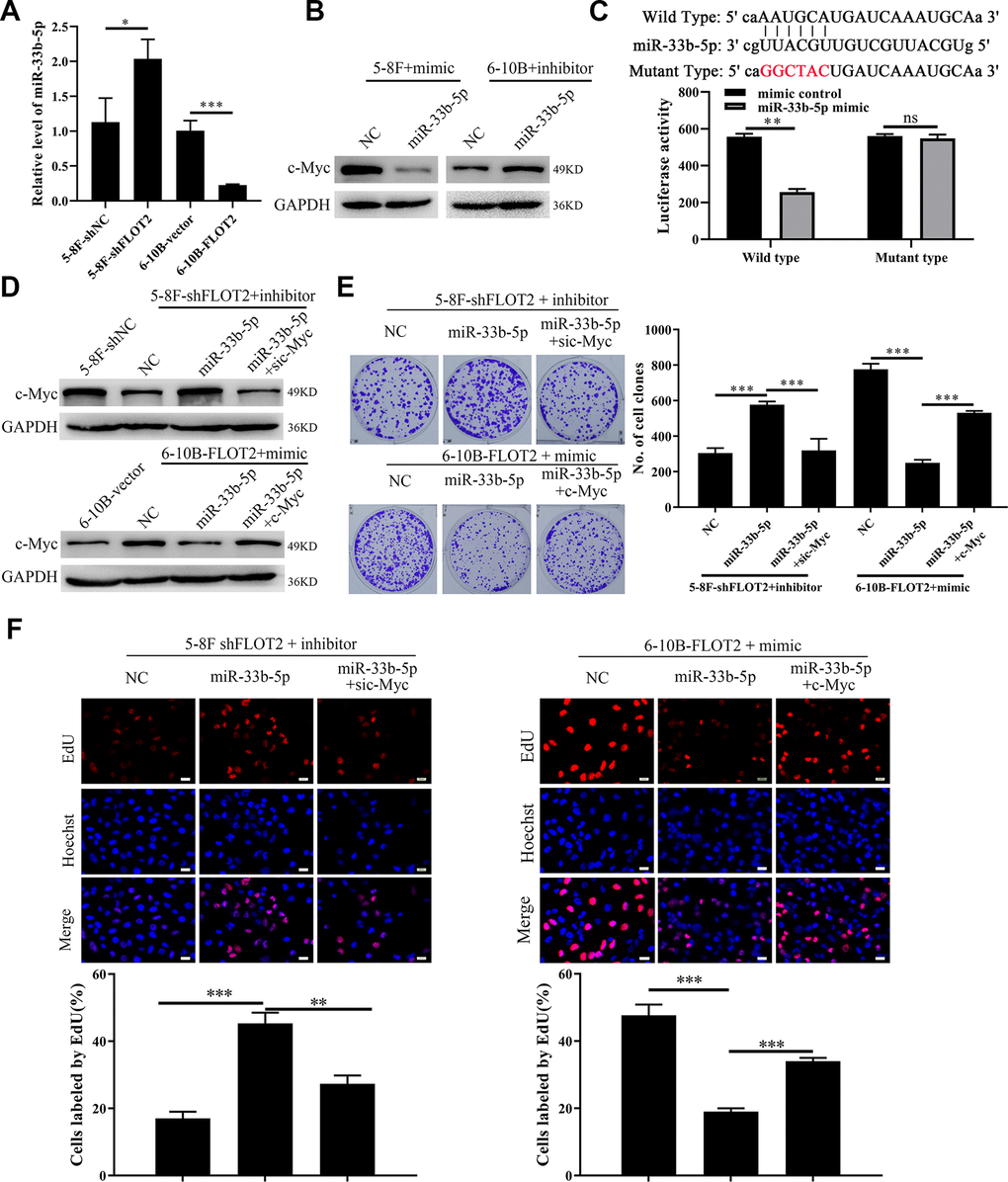 FLOT2 regulates c-Myc and promotes cell proliferation via inhibiting miR-33b-5p in NPC. (A) qPCR assay demonstrating the relative expression of miR-33b-5p in 5-8F-shFLOT2, 6-10B-BCAT1 and control cells. (B) Western blot showing the level of c-Myc in 5-8F and 6-10B cells transfected with miR-33b-5p mimic and inhibitor, respectively. (C) Luciferase activities of 5-8F cells co-transfected with miR-33b-5p+wild type c-Myc and miR-33b-5p+mutant type c-Myc, respectively. (D) Western blot showing the level of c-Myc in 5-8F-shFLOT2, 5-8F-shFLOT2+miR-33b-5p inhibitor, 5-8F-shFLOT2+miR-33b-5p inhibitor+sic-Myc, 6-10B-FLOT2, 6-10B-FLOT2+miR-33b-5p mimic, 6-10B-FLOT2+miR-33b-5p mimic+c-Myc and control cells. (E, F) Plate clone formation and EdU assays showing the growth and proliferation abilities of 5-8F-shFLOT2, 5-8F-shFLOT2+miR-33b-5p inhibitor, 5-8F-shFLOT2+miR-33b-5p inhibitor+sic-Myc, 6-10B-FLOT2, 6-10B-FLOT2+miR-33b-5p mimic, 6-10B-FLOT2+miR-33b-5p mimic+c-Myc cells. *, P P P 