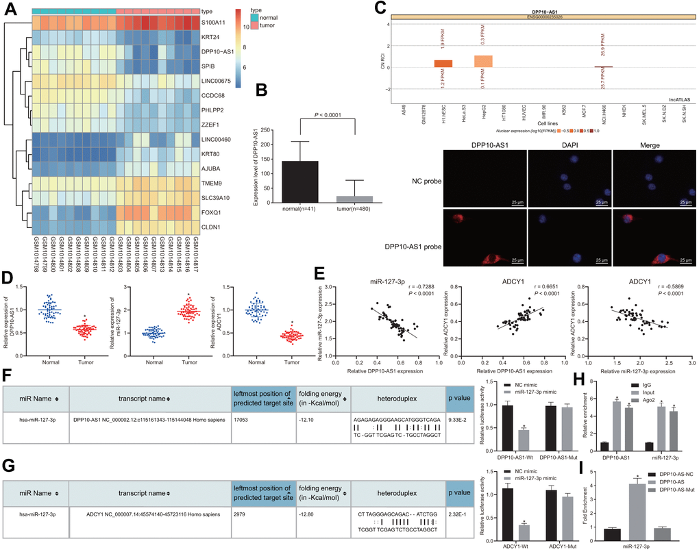 Prediction and verification of the binding relationship among DPP10-AS1, ADCY1, and miR-127-3p. (A) the heat map of microarray data GSE41328. (B) the expression of DPP10-AS1 in colon cancer tissues and adjacent normal tissues in TCGA database. * p  0.05 compared with adjacent normal tissues. (C) the location of DPP10-AS1 in cells by website prediction and FISH assay. (D) the expression of DPP10-AS1, miR-127-3p, and ADCY1 in cancer and adjacent normal tissues detected by RT-qPCR. * p E) Pearson’s correlation coefficient on the correlation among DPP10-AS1, miR-127-3p, and ADCY1 in colon cancer. (F) binding relation between DPP10-AS1 and miR-127-3p predicted on a bioinformatics website and dual luciferase reporter gene assay. * p G) the binding site between miR-127-3p and ADCY1 predicted using bioinformatics analysis and dual luciferase reporter gene assay. * p H) interaction between DPP10-AS1 and miR-127-3p verified by RIP assay. * p  0.05 compared with IgG. (I) enrichment of miR-127-3p in DPP10-AS1 revealed by RNA pull-down assay. *, p vs. DPP10-AS1 NC. Measurement data were expressed as mean ± standard deviation. The data were analyzed by t-test. Data among multiple groups were analyzed by one-way ANOVA followed by a Tukey’s post hoc test. The experiment was repeated three times.