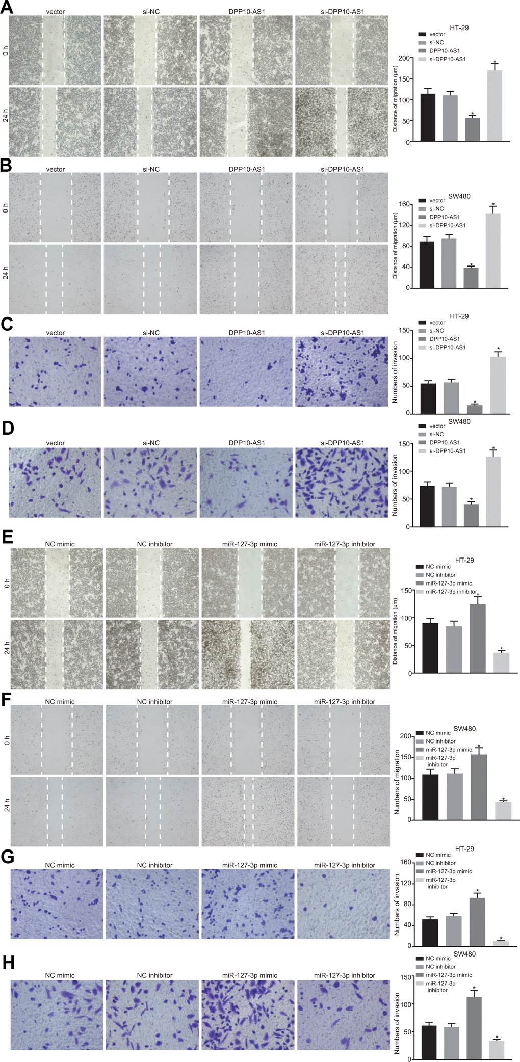 Upregulation of DPP10-AS1 and downregulation of miR-127-3p suppress the migration and invasion of HT-29 SW480 stem cells. (A–D) HT-29 and SW480 stem cell migration and invasion abilities evaluated by scratch test and transwell assay after DPP10-AS1 expression was altered when DPP10-AS1 was interfered. (E–H) HT-29 and SW480 stem cell migration and invasion abilities determined using scratch test and transwell assay after miR-127-3p expression was varied. *, p vs. vector and si-NC, or NC mimic and NC inhibitor. The measurement data were expressed as mean ± standard deviation. The data among multiple groups were analyzed by one-way ANOVA followed by a Tukey’s post hoc test. The experiment was repeated three times. DPP10-AS1, cells transfected with DPP10-AS1 plasmid; si-DPP10-AS1, cells transfected with si-DPP10-AS1; si-NC, cells transfected with si-negative control plasmid; miR-127-3p mimic, cells transfected with miR-127-3p mimic plasmid; NC mimic, cells transfected with negative control mimic plasmid.