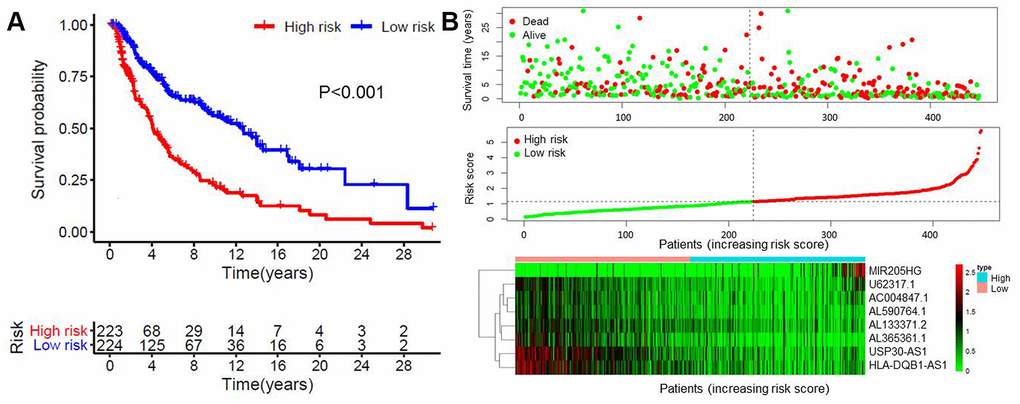 Construction of the eight immune-related lncRNA risk model of melanoma. (A) Kaplan-Meier survival curve of the prognostic model; (B) Risk score distribution, survival status and expression of eight immune-related lncRNAs in high-risk and low-risk groups. Red: high expression; Green: low expression.