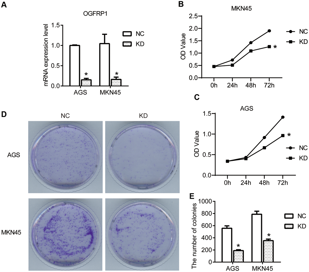 The knockdown of OGFRP1 inhibited the proliferation in human gastric cancer cells. (A) The expression of OGFRP1 in cells transfected with OGFRP1 specific-siRNA (KD) or control siRNA (NC) was determined by qPCR. CCK8 assay was performed to detect the proliferation of the NC and KD groups in MKN45 (B) and AGS cells (C). OD values were analyzed by a microplate reader at 450nm. (D) The proliferations of MKN45 and AGS cells were further evaluated by clone formation assay. (E) Statistical analysis of colony numbers was performed using the t-test. *P