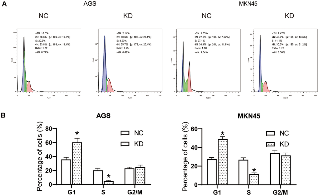 The knockdown of OGFRP1 blocked the cell cycle in human gastric cancer cells. (A) Flow Cytometry Analysis was performed to analyze the cell cycles of AGS and MKN45 cells. (B) The percentage of AGS and MKN45 cells in the G1, S, and G2/M phases were summarized in the bar charts. *P