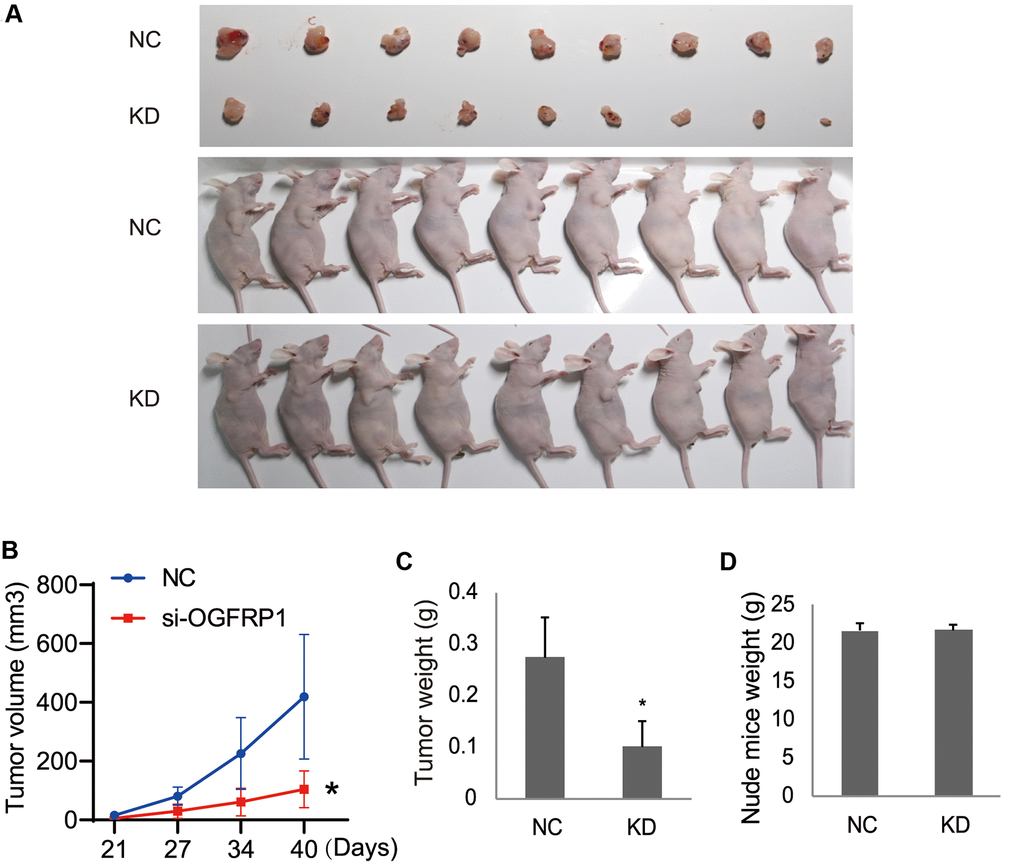 The knockdown of OGFRP1 inhibited tumor growth in nude mice. (A) Eighteen female BALB/c-nu nude mice were injected in the right flanks with the OGFRP1 knockdown (KD) or the negative control (NC) AGS cells. Surgically removed MDA-MB-231 tumor tissues and nude mice were photographed after 3 weeks of injection. (B, C) The volumes and weights of the tumors, as well as the weights of the mice (D), were recorded and analyzed after 3 weeks of injection. The analysis was performed using the t-test. *P