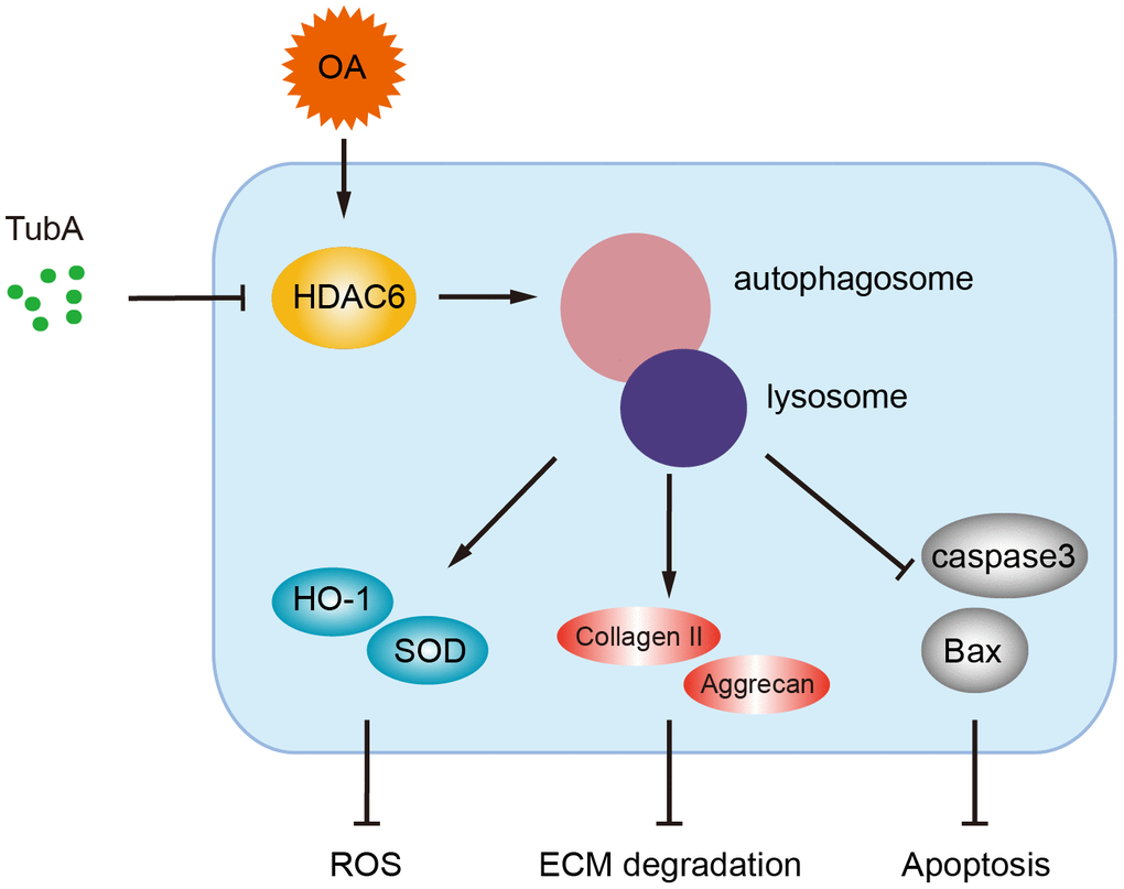 A potential mechanism by which inhibition of HDAC6 by TubA decreases oxidative stress, apoptosis and ECM degradation. Inhibition of HDAC6 by TubA preventing OA development is required for the activation of autophagy.