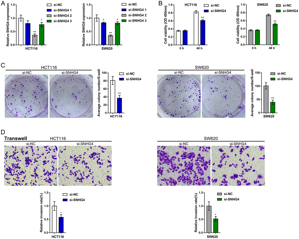 Effects of SNHG4 on CRC cell proliferation and metastasis. (A) SNHG4 was knocked down in HCT116 and SW620 cells by transfection of the cells with si-SNHG4 1/2/3. The transfection efficiency was validated by real-time PCR. Si-SNHG4 2 was selected for further experiments due to its better transfection efficiency. (B–C) HCT116 and SW620 cells were transfected with si-SNHG4, and (B) cell viability was examined by CCK-8 assay and (C) colony formation capacity was examined by colony formation assay. (D) HCT116 and SW620 cells were transfected with si-SNHG4, and cell invasion ability was examined by Transwell assay. *P **P 
