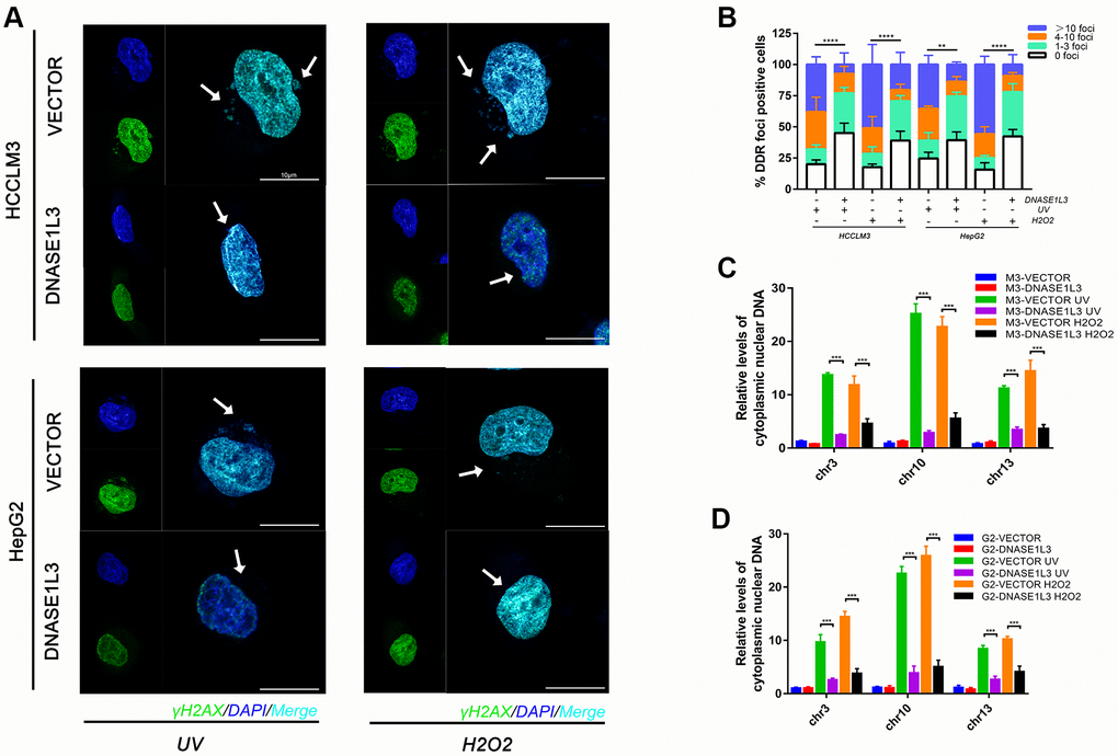 Overexpression of DNASE1L3 relieves cytoplasmic DNA accumulation under DDR activation. (A) Cytoplasmic accumulation of nuclear DNA in differentially treated cells were assessed, representative images were shown (green, γH2AX; blue, DAPI; Scale bars, 10 μm). (B) Quantification of DNA damage foci (DDF). The number of DDF per cell falls into each of the 0, 1-3, 4-10, and >10 counting categories. At least 100 cells counted per group. (C, D) qPCR analysis of chromosomal DNA in cytoplasmic fraction of cells treated in different group.