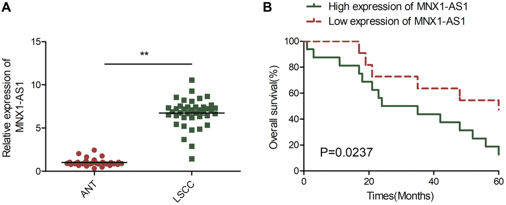 MNX1-AS1 was upregulated in LSCC and correlated with poor prognosis. (A) Real-time PCR (qRT-PCR) analysis of MNX1-AS1 expression in 40 primary LSCC tissues and matched adjacent normal tissues. (B) Kaplan-Meier survival curve indicated the high expression of MNX1-AS1 is associated with low survival rates. The median value of MNX1-AS1 expression levels in these LSCC tissues was used to stratify the high and low expression levels of MNX1-AS1. *P **P 