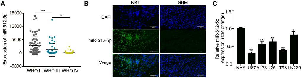 miR-512-5p is poorly expressed in GBM specimens and cell lines. (A) miR-512-5p expression in glioma tissues from the CCGA database as determined by RT-qPCR. (**p t-test) (B) miR-512-5p expression in non-tumor brain tissues (NBTs) and GBM tissues as detected by FISH (200 ×). (C) miR-512-5p expression in five GBM and NHA cell lines as determined by RT-qPCR. (*p **p 