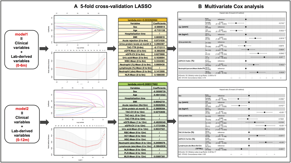 Predictive variable selection results in model 1 (clinical variables + months 0-6 lab-derived variables) and model 2 (clinical variables + months 0-12 lab-derived variables) by LASSO regression and multivariate Cox regression analyses. (A) Preliminary selected variables in model 1 and model 2 by 5-fold cross-validation LASSO analysis. (B) Hazard ratio forest plots of final predictors in model 1 and model 2.