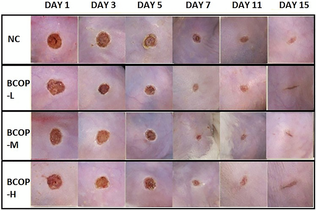 Effect of BCOP on macroscopic images of wounds in mice. Representative photos of wounds in mice treated with either vehicle- or BCOP on day 1, 3, 5, 7, 11 and 15. NC, normal control group; BCOP-L, 0.75 g/kg bovine bone collagen oligopeptides group; BCOP-M, 1.50 g/kg bovine bone collagen oligopeptides group; BCOP-H, 3.00 g/kg bovine bone collagen oligopeptides group.