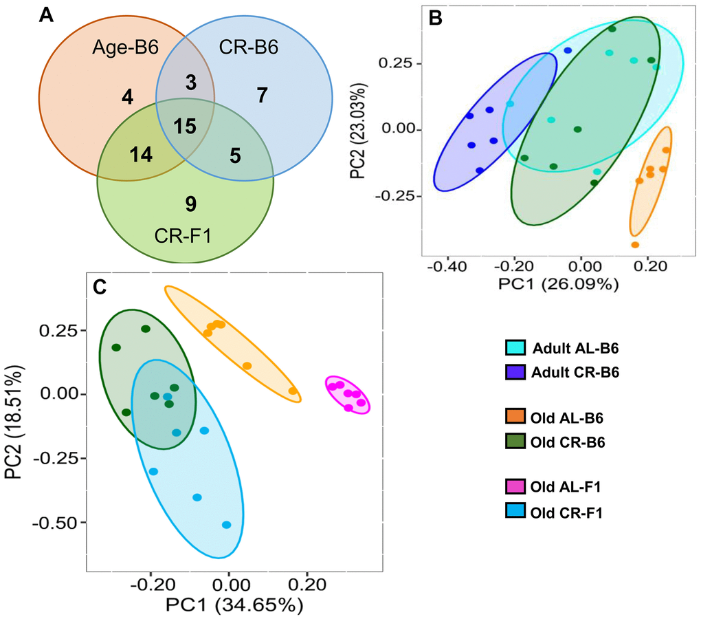 Effect of age and CR on the fecal metabolome. (A) Venn diagram showing the distribution of the number of metabolites that changed significantly in C57BL/6JN mice with age (orange) or with CR in old C57BL/6JN mice (blue) or changed significantly with CR in B6D2F1 mice (green). (B) PCA Analysis of fecal metabolites from adult and old C57BL/6JN mice fed AL or CR (6 mice/group). Data normalized and imputed from the 98 metabolites. (C) PCA Analysis of fecal metabolites from old AL and CR C57BL/6JN and B6D2F1 mice (6 mice/group) normalized and imputed from the 98 metabolites.