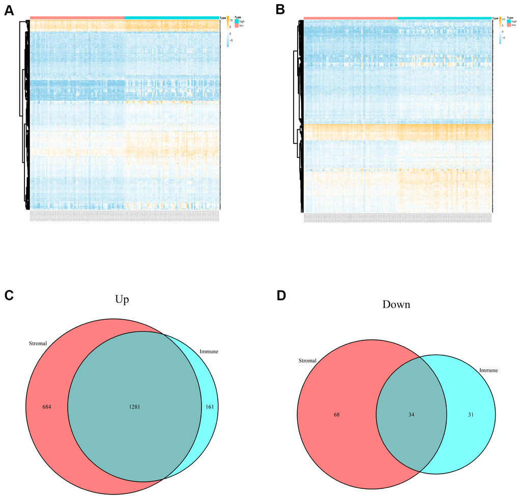 Differentially expressed genes of immune scores and stromal scores. (A) The heatmap of top 100 DEGs by comparing high scores with low scores of immune scores. (B) The heatmap of top 100 DEGs by comparing high scores with low scores of stromal scores. (C, D) Venn plots displaying co-upregulated and co-downregulated DEGs respectively.