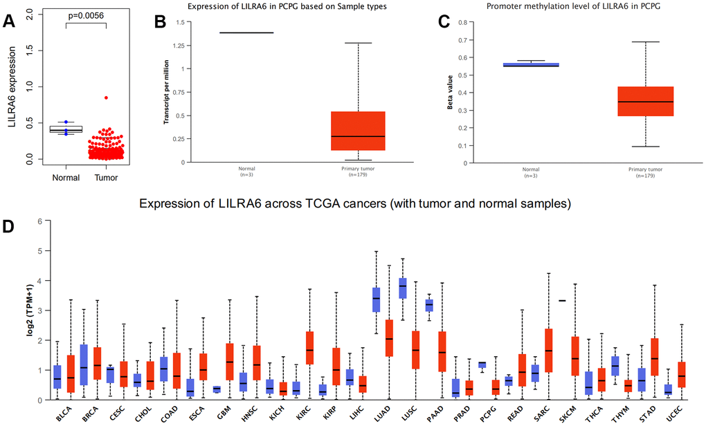 Validation of expression levels of the LILRA6. Different expression levels of the LILRA6 between normal and tumor tissue in TCGA (A) and ULCAN (B) database. The promoter methylation level of LILRA6 between normal and tumor tissue (C). Pan-cancers analysis of LILRA6 (D).