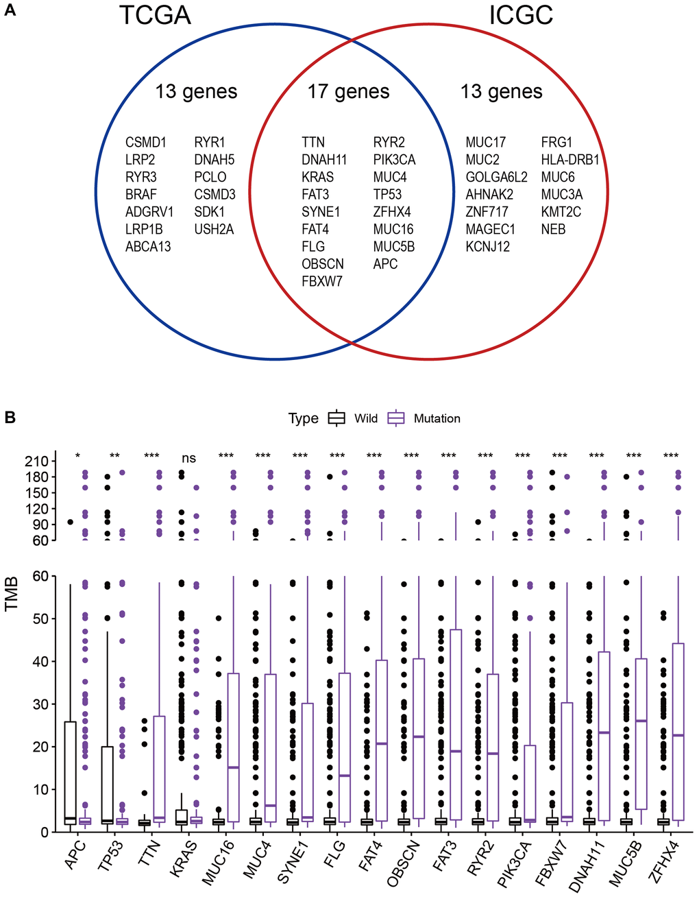 Gene mutations are associated with TMB. (A) Venn diagram shows 17 frequently mutated genes covered by both the TCGA and ICGC cohorts. (B) Sixteen genes with high mutation frequency are associated with a higher TMB. *p **p ***p 