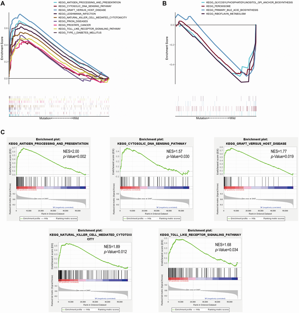MUC4 mutation is associated with immune-related pathways. Gene set enrichment analysis was performed with the TCGA. (A) Multiple gene enrichment plot shows that a series of gene sets are enriched in the MUC4-mutant group. (B) Multiple gene enrichment plot shows that a series of gene sets are enriched in the wild-type MUC4 group. (C) Gene enrichment plots display that a series of immune-related gene sets are enriched in the MUC4-mutant group. NES, normalized enrichment score. The p-value is shown in each plot.