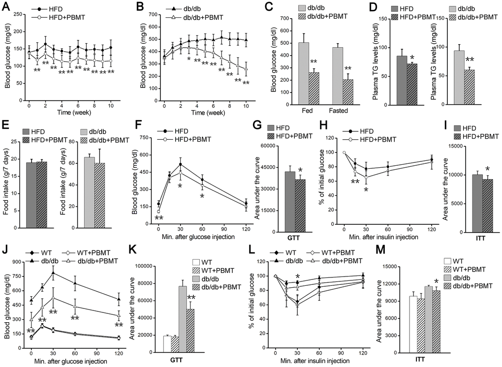 PBMT reduces blood glucose and insulin resistance in mouse models. (A, B) Fasting blood glucose curves of HFD-fed mice (n =7–10) (A) and db/db mice (n = 8–10) (B) with or without PBMT (635 nm, 72.1 mW/cm2, 10 min; 8 J/cm2) for 10 weeks. Blood glucose was examined 12 hours after the last PBMT. Mean ± SD. *p p vs. the PBMT-untreated mice (Student’s t-test). (C) Blood glucose in db/db mice treated with or without PBMT for 10 weeks. Blood glucose was examined 12 hours after the last PBMT. Mean ± SD, n = 5. **p vs. the db/db mice (Student’s t-test). (D) Plasma TG levels in HFD-fed mice and db/db mice treated with or without PBMT for 10 weeks. Plasma TG was examined 12 hours after the last PBMT. Mean ± SD, n = 5. *p p vs. the PBMT-untreated mice (Student’s t-test). (E) Food intake for 7 days in PBMT-untreated or -treated HFD-fed mice and db/db mice for 10 weeks. Mean ± SD, n = 5. (F, G) GTTs (F) and area under the curve (above baseline glucose in GTTs) (G) in HFD-fed mice treated with or without PBMT for 10 weeks. The experiences were performed 12 hours after the last PBMT. Mean ± SD, n = 7. *p p vs. the HFD mice (Student’s t-test). (H, I) ITTs (H) and area under the curve (above baseline glucose in ITTs) (I) in HFD-fed mice treated with or without PBMT for 10 weeks. The experiences were performed 12 hours after the last PBMT. Mean ± SD, n = 7. *p p vs. the HFD mice (Student’s t-test). (J, K) GTTs (J) and area under the curve (K) in wild type (WT) and db/db mice treated with or without PBMT for 10 weeks. The experiences were performed 12 hours after the last PBMT. Mean ± SD, n = 5. **p vs. the db/db mice (Student’s t-test). (L, M) ITTs (L) and area under the curve (M) in WT and db/db mice with or without PBMT for 10 weeks. The experiences were performed 12 hours after the last PBMT. Mean ± SD, n = 5. *p vs. the db/db mice (Student’s t-test).