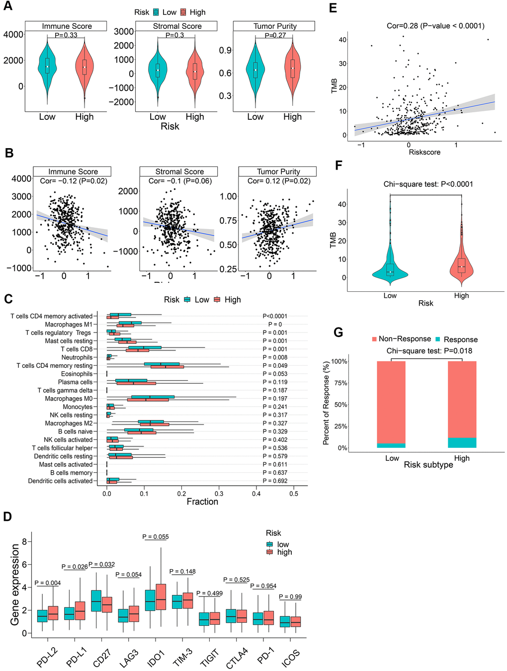 The association between m6A regulatory gene risk signature and tumor immunity of LADC patients. (A) Boxplot shows differences in immune scores, stromal scores and tumor purity between high-risk and low-risk LADC patient groups. (B) Spearman analysis shows the correlation between risk scores and immune microenvironment parameters such as the immune scores, stromal scores and tumor purity. (C) Relative proportions of infiltrating immune cell types in the high-risk and low-risk LADC patient groups. (D) Boxplot shows differences in expression levels of the immune checkpoint proteins between high-risk and low-risk LADC patient groups. (E) Spearman analysis shows correlation between TMB and risk scores. (F) Violin plot shows differences in TMB between high-risk and low-risk LADC patient groups. (G) Box plot shows the response to immune checkpoint therapy in high-risk and low-risk LADC patient groups.