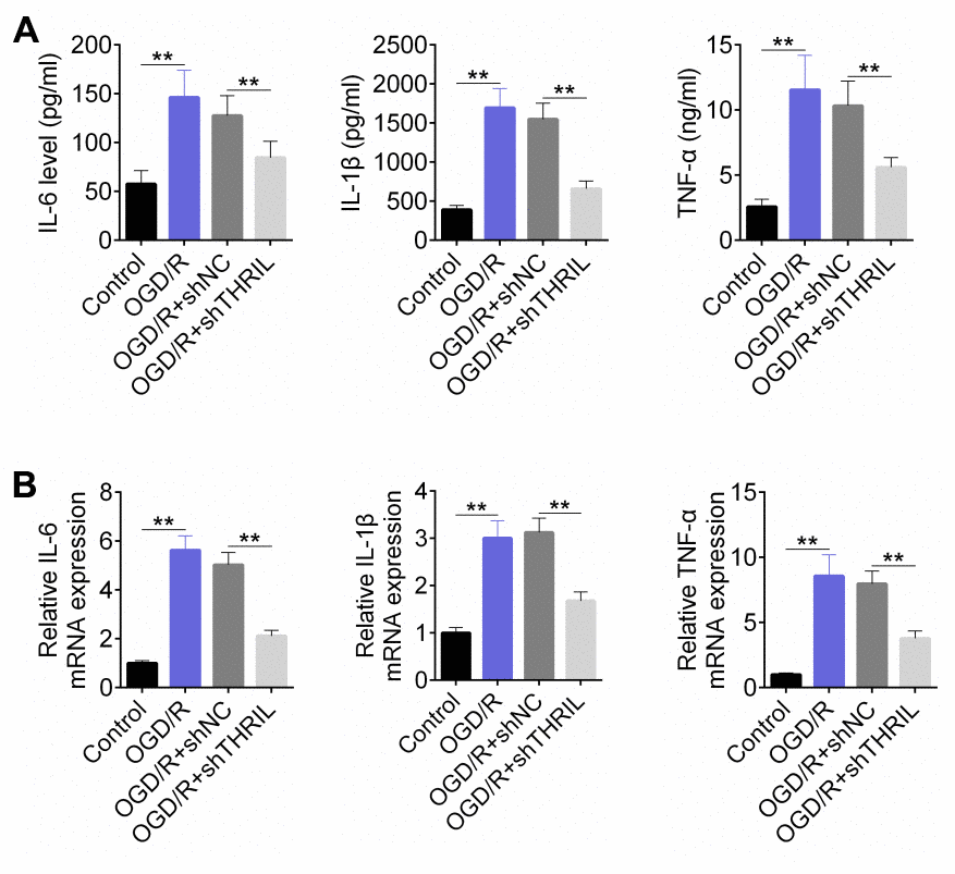Knockdown of lncRNA THRIL reduces OGD/R-induced inflammation. (A) ELISA assay for the concentration of inflammation factors, including IL-6, IL-1β and TNFα. (B) RT-qPCR detected the expressions of IL-6, IL-1β and TNFα. Data are shown as mean ± SD for three-independent experiments. **P .