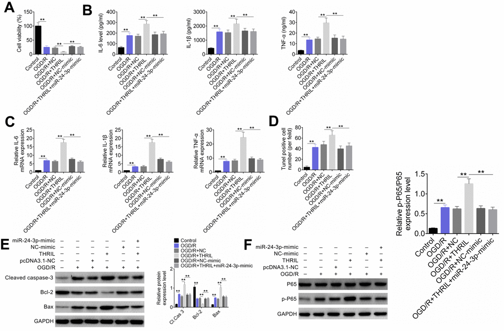 LncRNA THRIL regulates NF-κB p65 signaling pathway through miR-24-3p, and further regulates OGD/R-induced neuronal apoptosis and inflammatory response. (A) SH-SY5Y cells were transfected and divided into six groups: control, OGD/R, OGD/R+pcDNA3.1-NC, OGD/R+pcDNA3.1-THRIL, OGD/R+NC-mimic, and OGD/R+pcDNA3.1-THRIL+miR-24-3p-mimic groups. (A) Cellular activity was identified by CCK-8. (B) The concentrations of inflammatory factors (IL-6, IL-1β, TNFα) were examined by ELISA. (C) The expression levels of inflammatory factors (IL-6, IL-1β, TNFα) were detected by RT-qPCR. (D) TUNEL was performed to evaluate cell apoptosis. (E) The expression levels of apoptotic proteins were detected by western blot. (F) The p65 protein expression was detected by western blot. Data are shown as mean ± SD for three-independent experiments. **P 