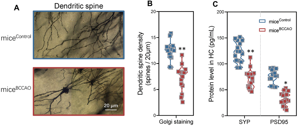 Effect of BCCAO microbiota on hippocampal neuronal plasticity. (A) Representative confocal microscopic images of the Golgi-stained hippocampal regions in micecontrol and miceBCCAO. (B) Mean dendritic spine densities of the hippocampal neurons based on the analysis of Golgi-stained brain tissue sections of micecontrol and miceBCCAO. (C) Protein levels of synaptophysin (SYP) and PSD95 in the hippocampal region. *denotes P P t-tests. All values are expressed as means ± S.D; n=15.