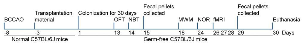 Study design. On day -8, the model of repeated global cerebral ischemia was induced by BCCAO. On day -3 to day 0, the BCCAO mice fecal samples for colonization were prepared. Germ-free mice were colonized with BCCAO mice or control mice microbiota on day 1 of the experiment. Fecal pellets were collected on days 15 and 29. The open-field test (OFT) was performed on day 13, the nest building test (NBT) on day 14, the Morris water maze test on days 18-23, and the novel object recognition test (NOR) on days 24 and 25. The mice underwent MRI on days 26, 27, or 28.