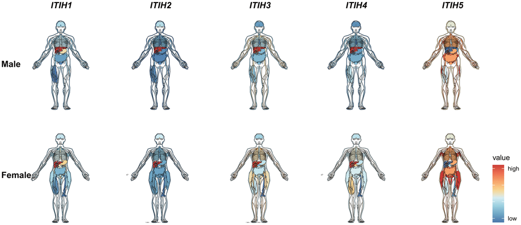 mRNA expression levels of ITIHs in normal tissues of male and female from the Genotype-Tissue Expression (GTEx) database.