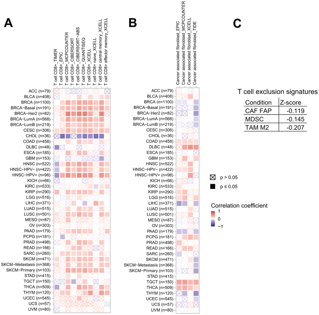 Association of ITIH1 expression with tumor microenvironment factors. Correlation between ITIH1 expression and immune infiltration of CD8+ T cells (A) and cancer-associated fibroblasts (CAFs) (B) across different cancers in TCGA. (C) Correlation between ITIH1 expression and T cell exclusion signatures, including FAP+ CAFs, myeloid-derived suppressor cells (MDSC), and tumor-associated M2 macrophages (TAM M2) in the TIDE (Tumor Immune Dysfunction and Exclusion) database.
