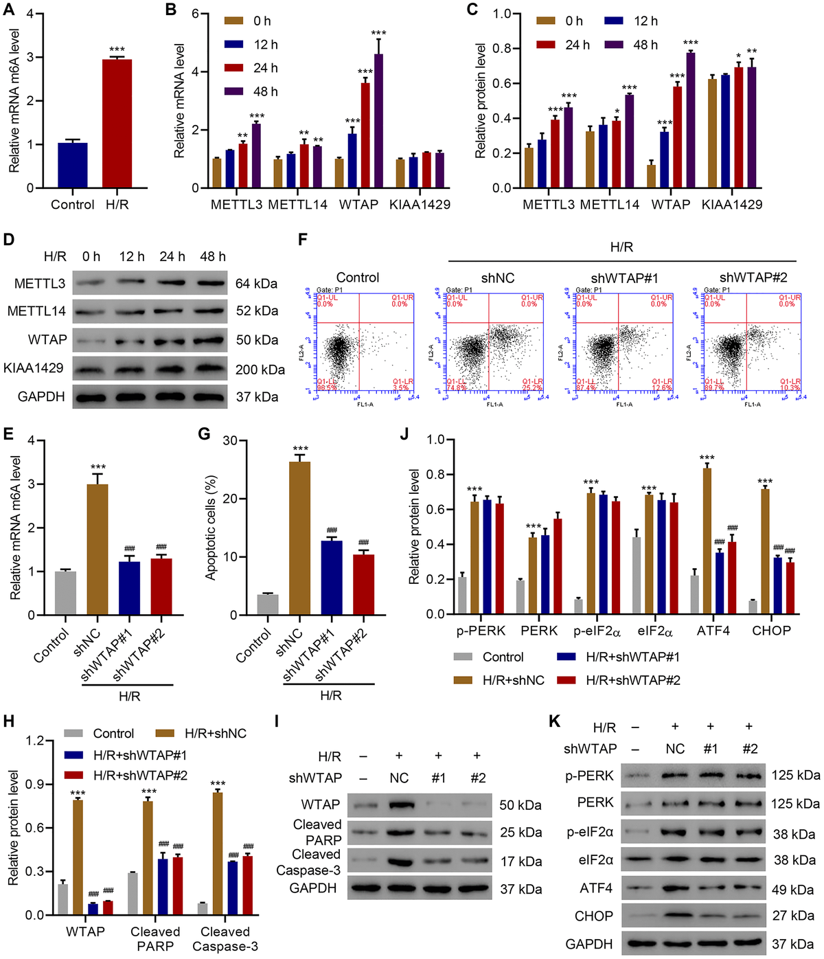 wtap-promotes-myocardial-ischemia-reperfusion-injury-by-increasing