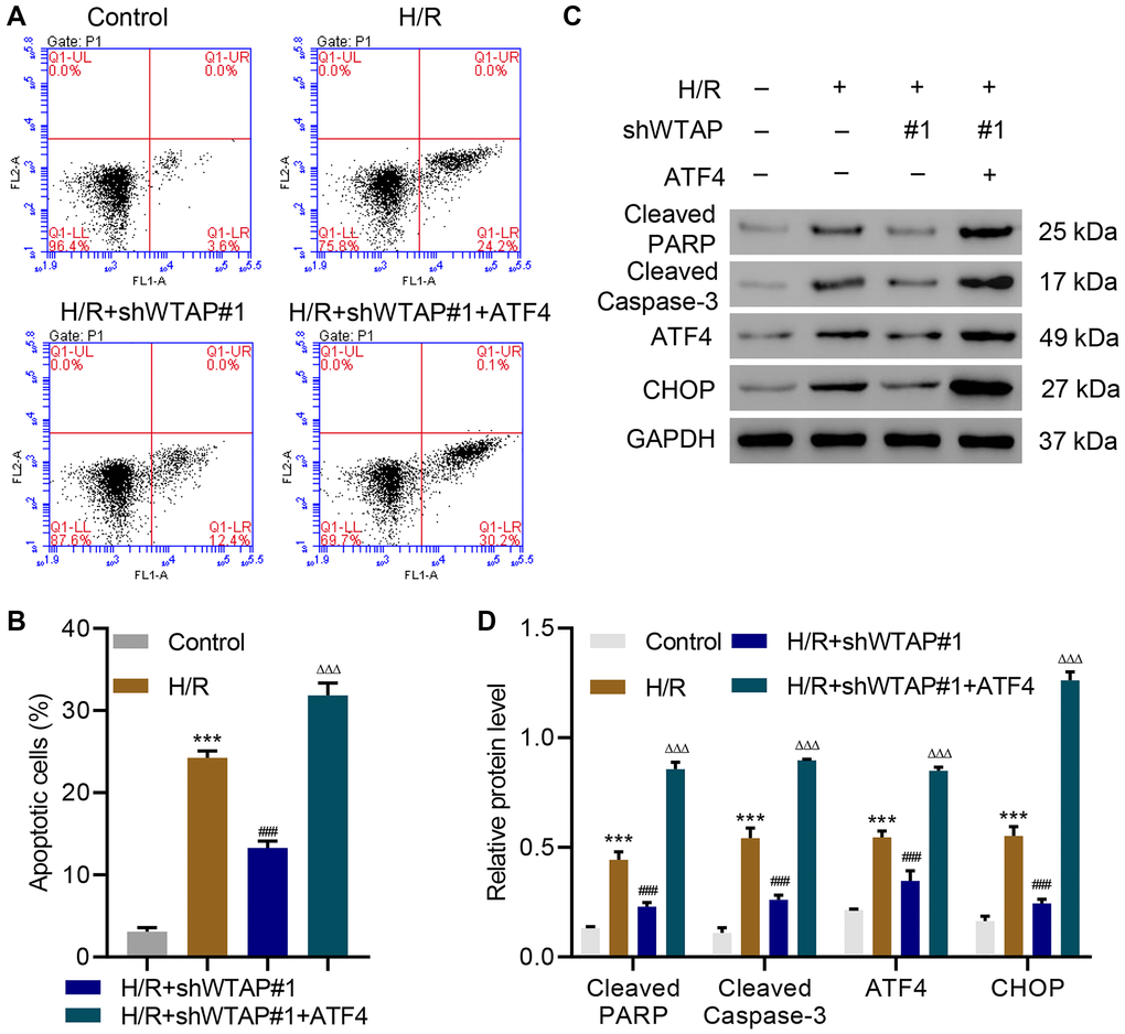 WTAP knockdown inhibits H/R injury in AC16 cells by suppressing ATF4. (A, B) Cell apoptosis and (C, D) expression of PARP, cleaved Caspase-3, ATF4 and CHOP in AC16 cells transduced with WTAP shRNA and ATF4-overexpressing plasmid. All experiments were repeated at least three times, and data are represented as mean ± SD. ***P ###P ΔΔΔP 