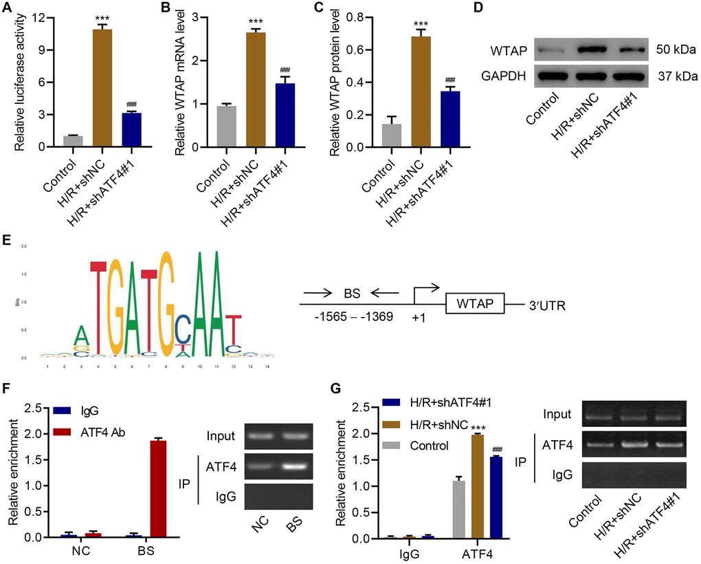 ATF4 regulates the transcription of WTAP. AC16 cells were transduced with ATF4 shRNA and treated with H/R for 48 h. (A) WTAP promoter activity and (B–D) WTAP expression. (E) ATF4 binding site (BS) in WTAP promoter schematic diagram. (F) Chromatin immunoprecipitation assay of ATF4 binding with WTAP. (G) Chromatin fragments from AC16 cells transduced with ATF4 shRNA and H/R were immunoprecipitated to analyze the binding of ATF4 to WTAP. All experiments were repeated at least three times, and data are represented as mean ± SD. ***P ###P 
