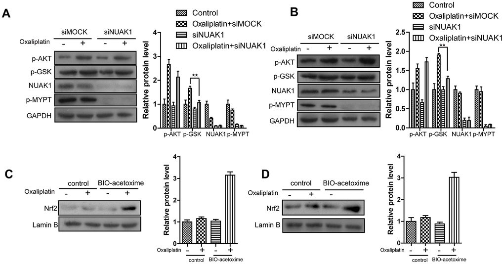 NUAK1 promotes nuclear translocation of NRF2 in colorectal cancer cell by antagonizing GSK3a. (A, B) Immunoblots of NUAK1-depleted or control colorectal cancer cell ((HCT116-Or (A) and H716 (B)) cytosolic fractions after treatment with oxaliplatin. (C, D) Pretreatment of NUAK1-depleted colorectal cancer cells ((HCT116-Or (C) and H716 (D)) with GSK3β inhibitor BIO-acetoxime (1 μmol/L for 6 hours) restores oxaliplatin-induced NRF2 nuclear translocation.