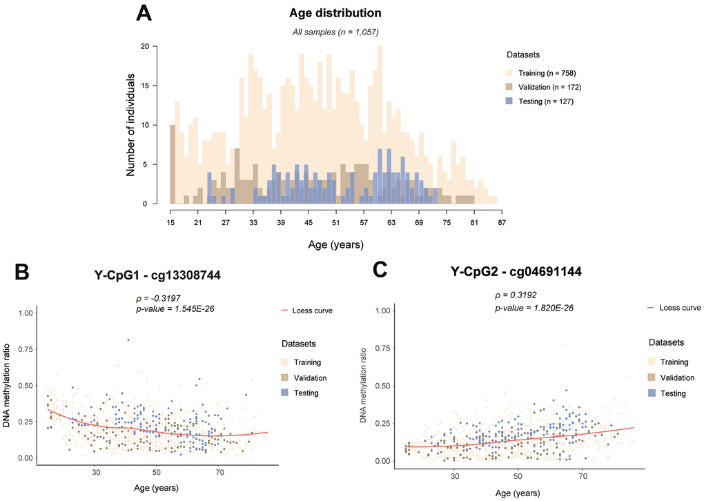 Examples of age-associated Y-CpG methylation in blood. (A) Histogram showing the age distribution in all samples colour-coded per training (n = 758), internal validation (n = 172) and external testing (n = 127) datasets, (B) DNA methylation levels of cg13308744 showing the strongest negative correlation with age (ρ = -0.3197, p-value = 1.545E-26), (C) DNA methylation levels of cg04691144 showing the strongest positive correlation with age (ρ = 0.3192, p- = 1.820E-26). ρ: Spearman correlation coefficient, Bonferroni threshold: α/n= 0.05/75 = 6.667E-4, Loess: locally estimating scatterplot smoothing curve.