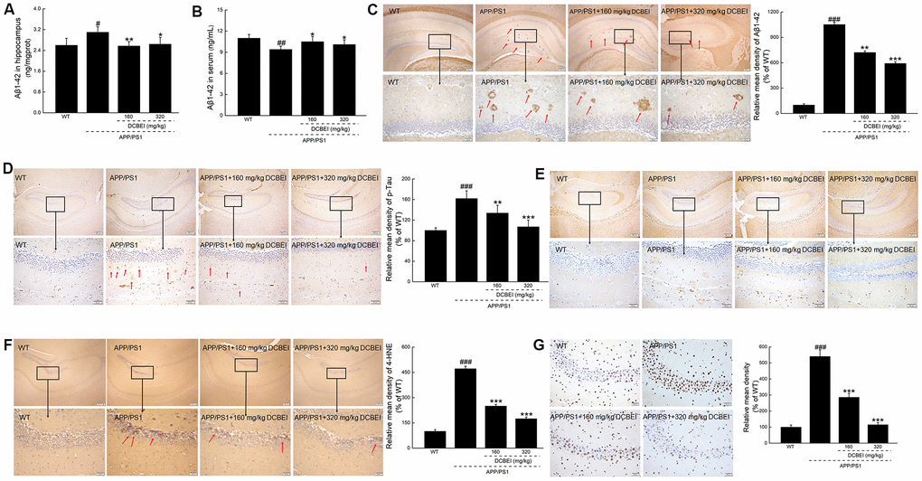 DCBEI attenuates pathology in the brains of APP/PS1 mice. DCBEI (A) reduced the expression of Aβ1-42 in the hippocampus (n = 10), and (B) increased the levels of Aβ1-42 in the serum (n = 10). Data are expressed as means ± S.D. (n = 10). # P P P P C) DCBEI reduced the level of Aβ in the hippocampus (n = 3). (D) DCBEI attenuated the increase in p-Tau levels in the hippocampus (n = 3), (E) but did not affect the levels of total Tau (n = 3). (F) DCBEI significantly reduced the levels of 4-HNE in the brains of APP/PS1 mice (n = 3) (40×) (Scale bar: 200 μm) (200×) (Scale bar: 50 μm). (G) TUNEL staining shows that a 28-day course of DCBEI significantly reduces apoptosis (n = 3) (200×) (Scale bar: 50 μm).