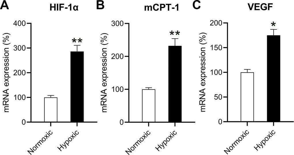 Effects of hypoxia on the mRNA levels of HIF-1α, mCPT-I, and VEGF. The isolated cardiomyocytes were maintained under normoxia and subjected to hypoxia for 48 h. The mRNA levels of (A) HIF-1α, (B) mCPT-I, and (C) VEGF were measured using RT-qPCR analysis (n = 3). *P 