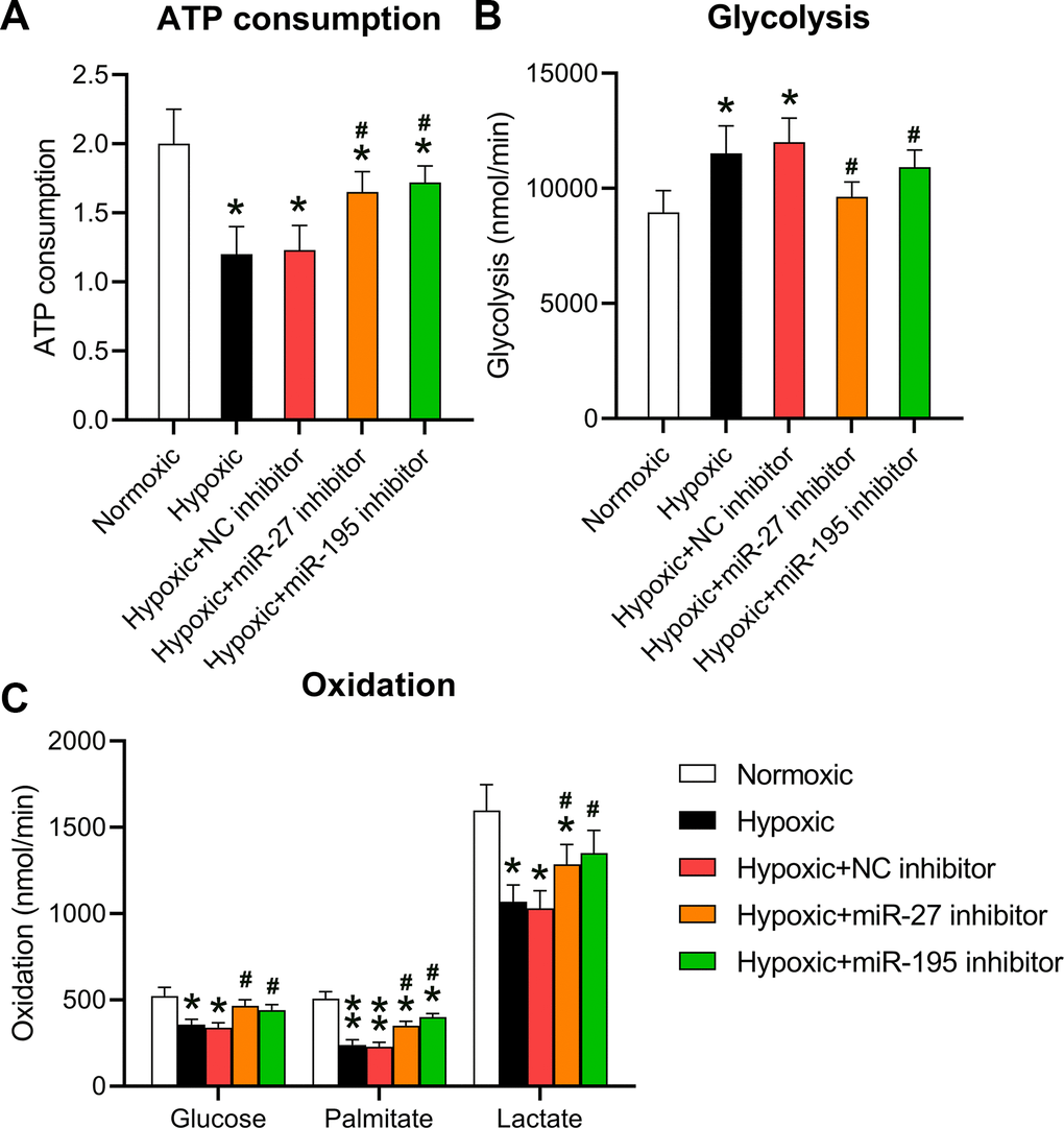 Inhibition of miR-27 and miR-195 regulated hypoxia-affected mitochondrial metabolism and ATP consumption. Isolated cardiomyocytes were transfected with NC, miR-27, and miR-195 inhibitors for 24 h followed by hypoxia treatment for 24 h. Cells under normoxia served as controls. (A) ATP consumption of cells in each group. (B) Glycolysis rates of the cells in each group. (C) Oxidation rates of glucose, palmitate, and lactate of the cells in each group (n = 3). *P #P 