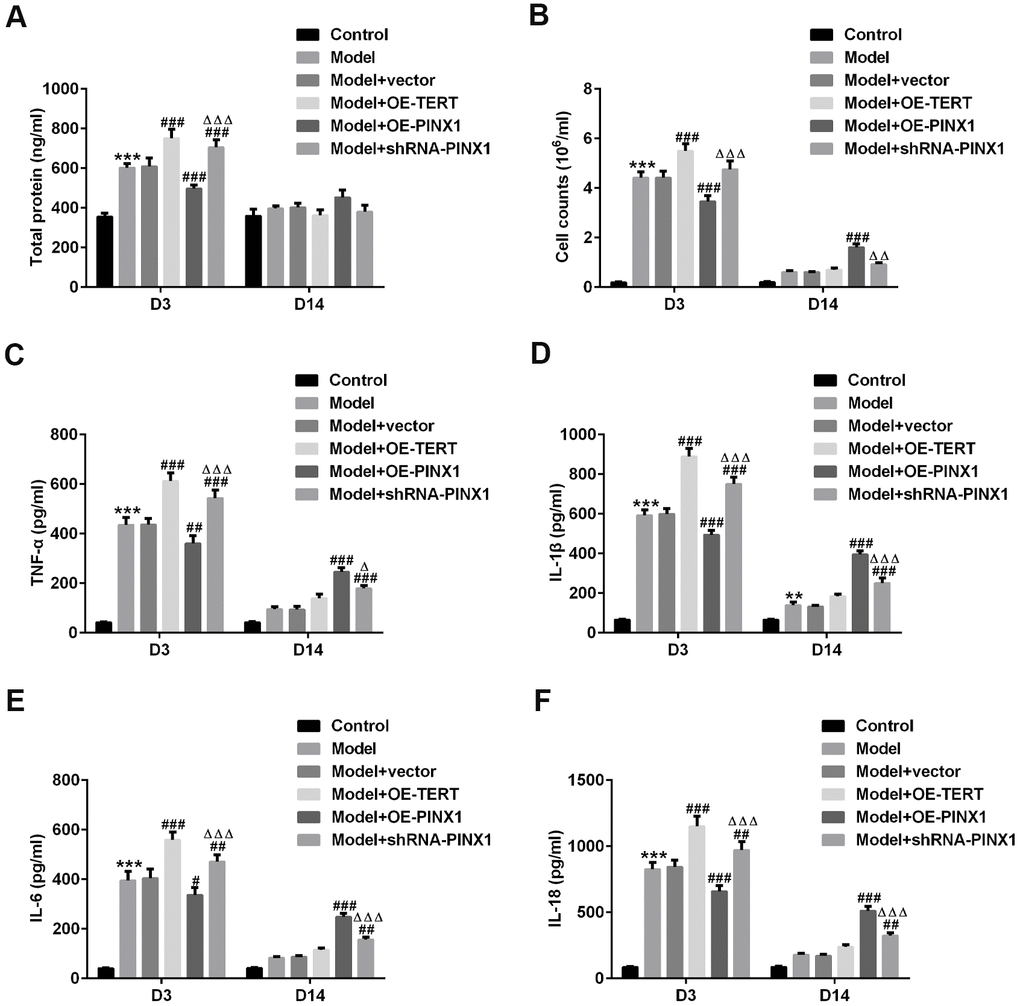 TERT overexpression or PINX1 silencing exacerbated inflammatory response at D3 while promoted the recovery of inflammatory injury on D14, whereas PINX1 overexpression presented the opposite effects in LPS-induced lung injury rats. (A) A bicinchoninic acid (BCA) Protein Assay Kit was used to test the protein concentration in BALF. (B) The contents of cells in BALF were counted by an automatic cell counter. The levels of (C) TNF-α, (D) IL-1β, (E) IL-6, and (F) IL-18 were assessed using ELISA kits. **P***P#P##P###PΔPΔΔPΔΔΔP