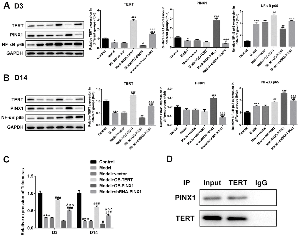 PINX1 regulated NF-κB p65 expression and the telomerase activity via directly interacting with TERT. The expression of TERT, PINX1, and NF-κB p65 on (A) D3 and (B) D14 was determined using western blot analysis. (C) The telomerase activity was measured using commercial kit. **P***P#P##P###PΔΔΔPD) Co-immunoprecipitation assay was carried out to verify the interactions between PINX1 and TERT.