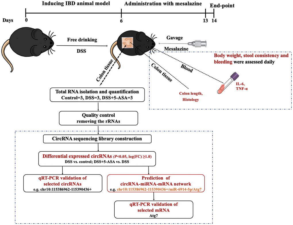 The workflow of this study. We first induced IBD mouse model with DSS, and then administrated mesalazine by gavage. At the end of the experiment, we collected colon tissues and blood from eyes of mice to measure colon length, conducted H&E staining, and determined the expression levels of inflammation-related cytokines IL-6 and TNF-α in serum. At the same time, we explored the circRNA expression profiling of colon tissue using next-generation RNA-seq and then carried out a series of bioinformatics analysis and preliminary validation experiments.