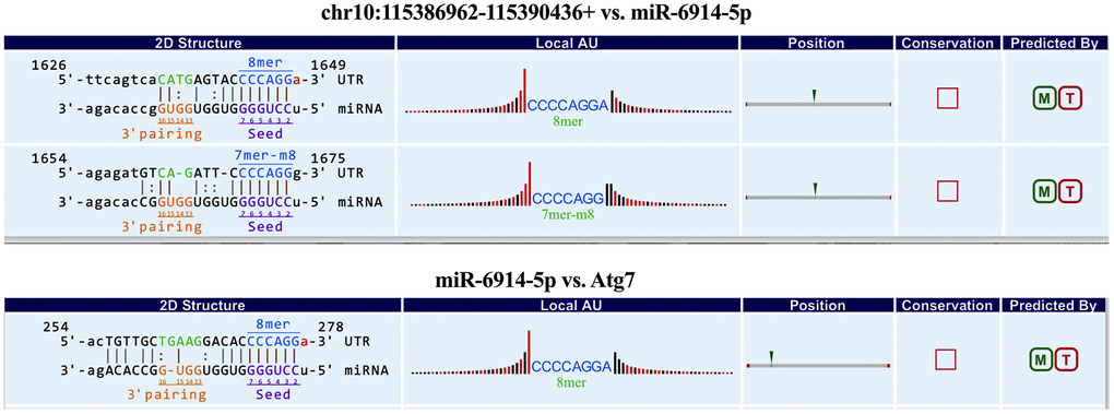 The predicted binding sites of mmu-miR-6914-5p in chr10:115386962-115390436+ and Atg7.
