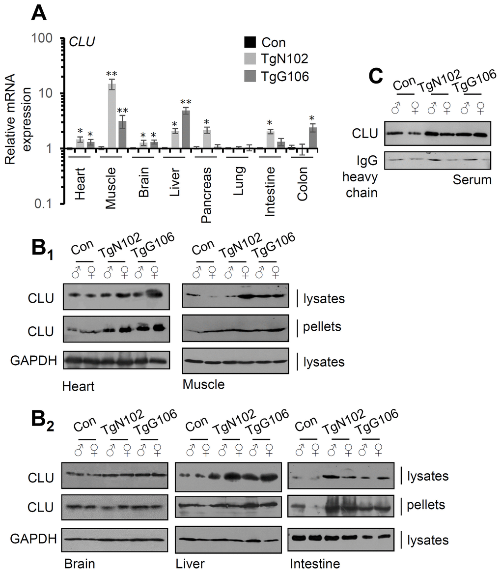 CLU is overexpressed in tissues of the TgN102 and TgG106 (ubiquitous CLU OE) mice. (A) Relative clu mRNA expression levels in the heart, muscle, brain, liver, pancreas, lung, intestine, and colon of TgN102, TgG106 lines and control (littermate non-Tg) animals. (B) Representative immunoblot analyses in shown tissue samples [whole cell lysates and cell membranes (pellets)] from Tg or control animals probed with a CLU antibody; GAPDH probing was used as a reference. (C) Immunoblot analyses of CLU expression levels in serum of shown Tg or control animals; IgG probing was used as loading reference. Error bars, ± SD (n=4 per mouse genotype); *PP