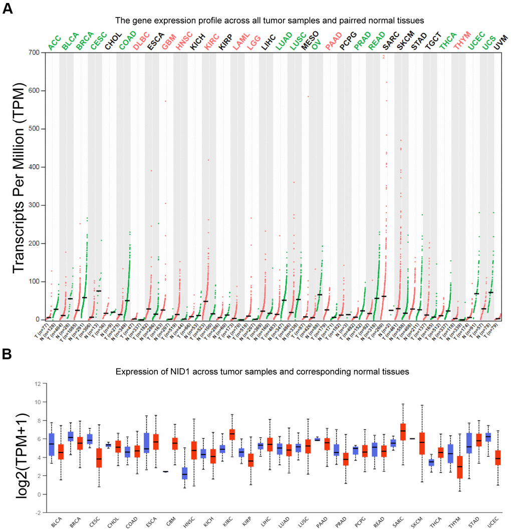 NID1 expression in pan-cancer tissues from GEPIA and UACLAN databases. (A) NID1 transcript levels in paired tumor and normal tissue samples from the GEPIA database. Red dots represent NID1 expression in tumor samples; green dots indicate NID1 expression in the corresponding normal tissues; black line indicates median NID1 expression; tumor names highlighted in green indicate NID1 downregulation; tumor names highlighted in red indicate NID1 upregulation; tumor names highlighted in black indicate normal NID1 expression; T= tumor tissue; N= normal tissue. (B) Validation of NID1 expression levels in different cancers from the UALCAN database. The red boxes represent NID1 expression in tumor tissues and blue boxes represent NID1 expression in the corresponding normal tissues.