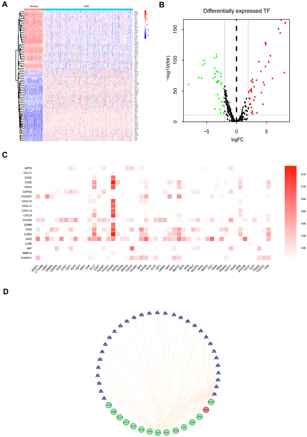 Differentially expressed TFs in EOC, and transcriptional regulatory network constructed of TFs for prognostic IRGs. (A) Heatmap of significantly differentially expressed TFs in EOC. (B) Volcano plot of differentially expressed TFs. (C) Correlations between differentially expressed TFs and 23 prognostic IRGs (PD) Regulatory network of TFs and the main prognostic IRGs (correlation coefficient >0.5 and P