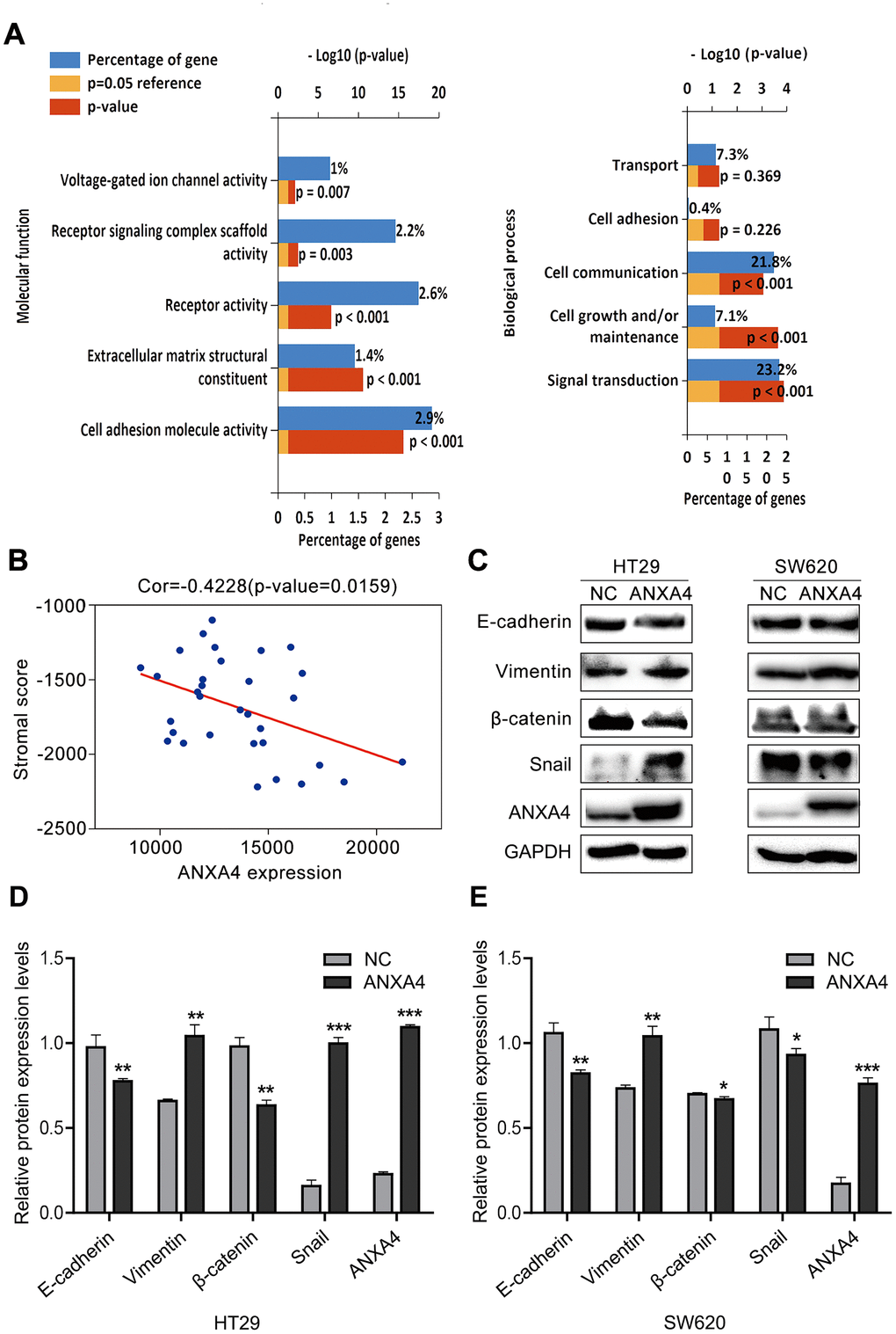 ANXA4 downregulated the stromal response in CRC. (A) Common molecular function and biological process enrichment terms of ANXA4 determined by GO analysis. (B) Negative correlation analysis between ANXA4 and the stromal score. (C) Effects of ANXA4 overexpression on the EMT-related molecules E-cadherin, Vimentin, β-catenin and Snail. GAPDH was used as the loading control for total protein. (D, E) Relative quantitative analysis of E-cadherin, Vimentin, β-catenin and Snail expression in HT-29 cells (D) and SW620 cells (E). *p 