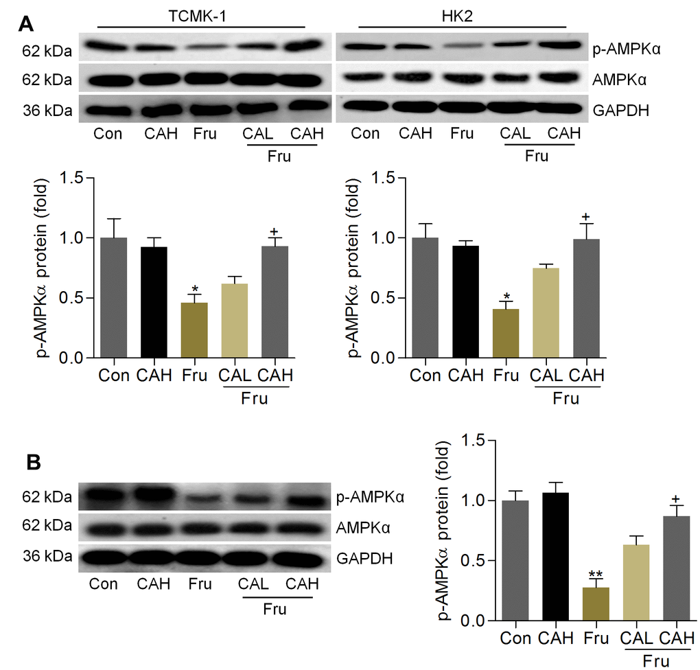 Carminic acid improves AMPKα activation in Fru-treated cells and renal samples. (A) TCMK-1 and HK2 cells were exposed to Fru (5 mM) for 24 h with or without CA (10 and 20 μM). Then, all cells were collected for western blot analysis of p-AMPKα in cells. n = 4 in each group. (B) Western blot results for p-AMPKα in kidney samples of mice from the indicated groups. n = 4 in each group. The results are expressed as the means ± SEM. *P**P+P