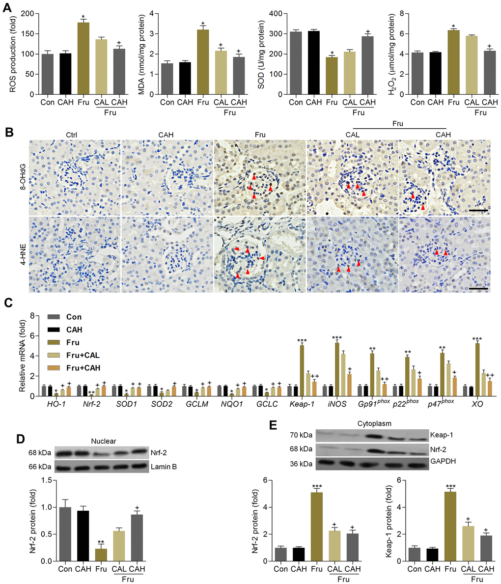 Carminic acid hinds oxidative stress by improving Nrf-2 signaling in kidney of Fru-treated mice. (A) Assessments of ROS production, MDA levels, SOD activity and H2O2 levels in kidney samples of mice. n = 8 in each group. (B) Immunohistochemistry analysis for 8-OHdG and 4-HNE in renal sections (Scale bar = 50 μm). Red arrows indicated the positive-staining area. n = 4 in each group. (C) Oxidative stress-associated genes were measured by RT-qPCR analysis. n = 4 in each group. (D) Nuclear Nrf-2, (E) cytoplastic Keap-1 and Nrf-2 protein expression levels were evaluated using western blotting assays. n = 4 in each group. The results are expressed as the means ± SEM. *P**P**P+P++P
