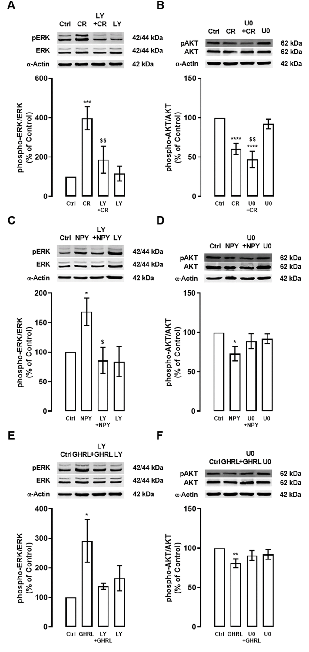 Interplay between PI3K/AKT and ERK1/2-MAPK signaling pathways under caloric restriction, NPY, and ghrelin-induced autophagy in cortical neurons. Primary rat cortical neurons were exposed to caloric restriction mimic medium (CR) - DMEM low glucose, NPY (100 nM), or ghrelin (GHRL, 10 nM) for 6 h. Untreated cells were used as control (Ctrl). (A–F) Cells were incubated with PI3K/AKT inhibitor (LY294002 (LY), 1 μM) or ERK1/2-MAPK inhibitor (U0126 (U0), 1 μM), 30 min before caloric restriction, NPY, or ghrelin treatment. Whole-cell extracts were assayed, phospho-ERK (A, C, E) and phospho-AKT (B, D, F) and ERK or AKT (loading control) immunoreactivity through Western blotting analysis, as described in Materials and Methods. Representative Western blots for each protein are presented above each respective graph. The results represent the mean±SEM of, at least, four independents experiments, and are expressed as a percentage of control. *p$p$$p