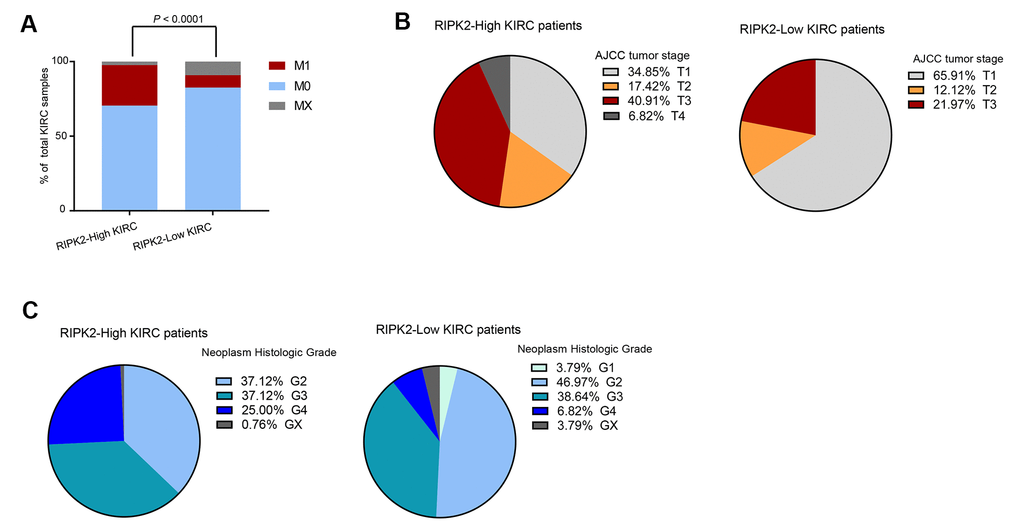 The difference in clinical characteristics between RIPK2 high- and low- expression samples. (A) Distribution of M0 and MX samples among different RIPK2 expression subtypes of KIRC from the TCGA patient cohort and functional modules activation analysis by IPA based on up-regulated genes in RIPK2-high samples. (B) Distribution of tumor stages among different RIPK2 expression subtypes. (C) The distribution plot of the patient’s somatic mutation count (left) and the patient’s fraction of copy number altered (right) among KIRC patients between RIPK2 high- and low- expression samples.
